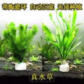 绿菊花蜈蚣草好养冷水水草无需二氧化碳阴性草新手草易活无菌真草