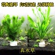 绿菊花蜈蚣草好养冷水水草无需二氧化碳阴性草新手草易活无菌真草