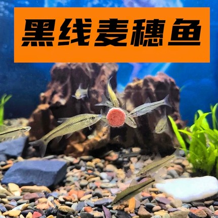 黑线麦穗鱼活体淡水冷水原生鱼苗好养易活溪流鱼观赏鱼小型鱼包邮