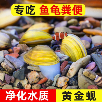 黄金河蚬除绿水净化水质