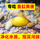 净水小河蚌鳑鲏繁殖去绿水河蚬淡净水观赏螺鲜活贝壳苗活体水族