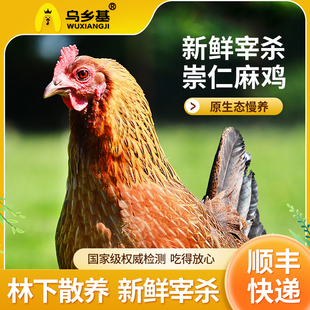 乌乡基正宗原种崇仁麻鸡150天月子母鸡纯生态有机散养新鲜现杀