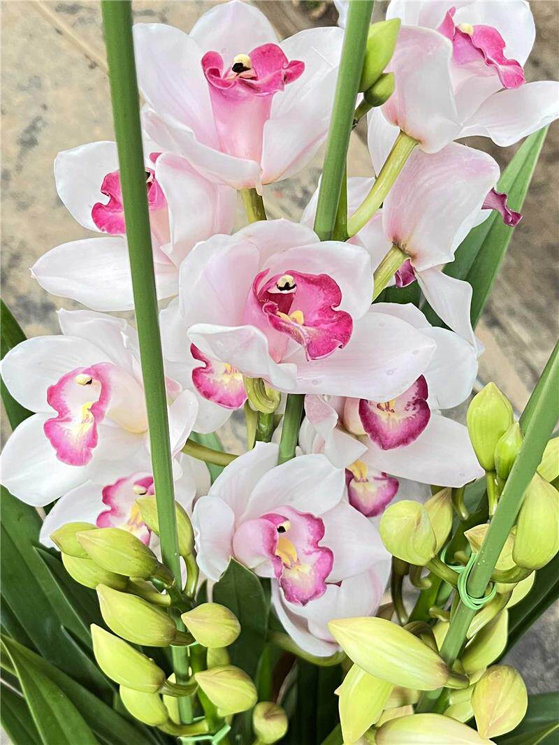 兰花大花蕙兰盆栽金边大红袍墨兰春兰建兰室内高端花卉带花大红包