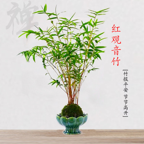 四季常青红观音竹水培禅意室内