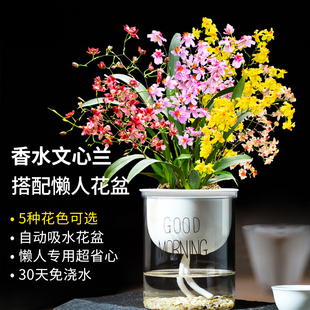 懒人盆栽水培香水文心兰带花苞带盆发货梦香迷你跳舞兰室内花卉