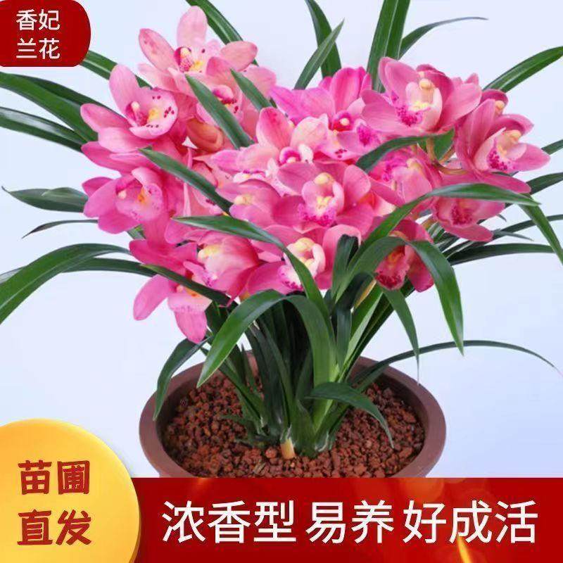 带盆土香水味兰香妃建兰四季兰花苗好养易活浓香型兰花苗,鲜花速递/花卉仿真/绿植园艺,国兰/杂交兰/洋兰类,淘宝优惠券,粉丝福利购,淘宝优惠卷