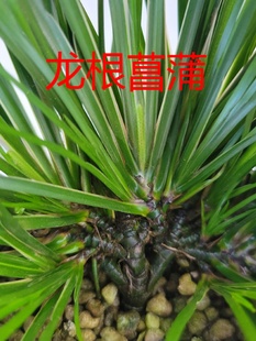 龙根菖蒲附石盆景水培绿植室内外微景办公桌菖蒲草养龟鱼植物盆栽