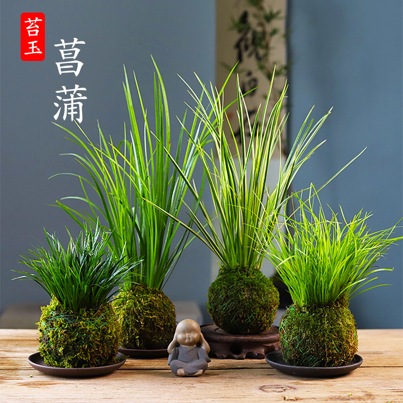 水培苔玉苔藓球菖蒲金钱胧月书房办公室禅意造景绿植盆栽净化空气,鲜花速递/花卉仿真/绿植园艺,绿植,淘宝优惠券,粉丝福利购,淘宝优惠卷