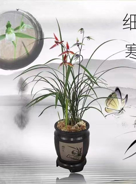 带花苞兰花苗百变细叶寒兰正格国画浓香型室内阳台绿植盆栽好养