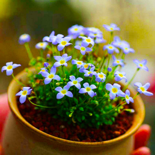 带花苞北美蓝花耳草迷你