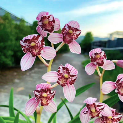 带花苞红玉建兰浓香型夏凤舞九天
