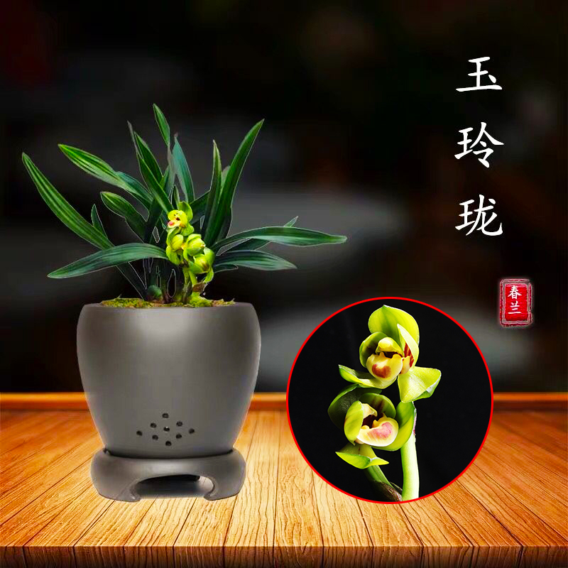 带花苞兰花苗春兰矮种玉玲珑