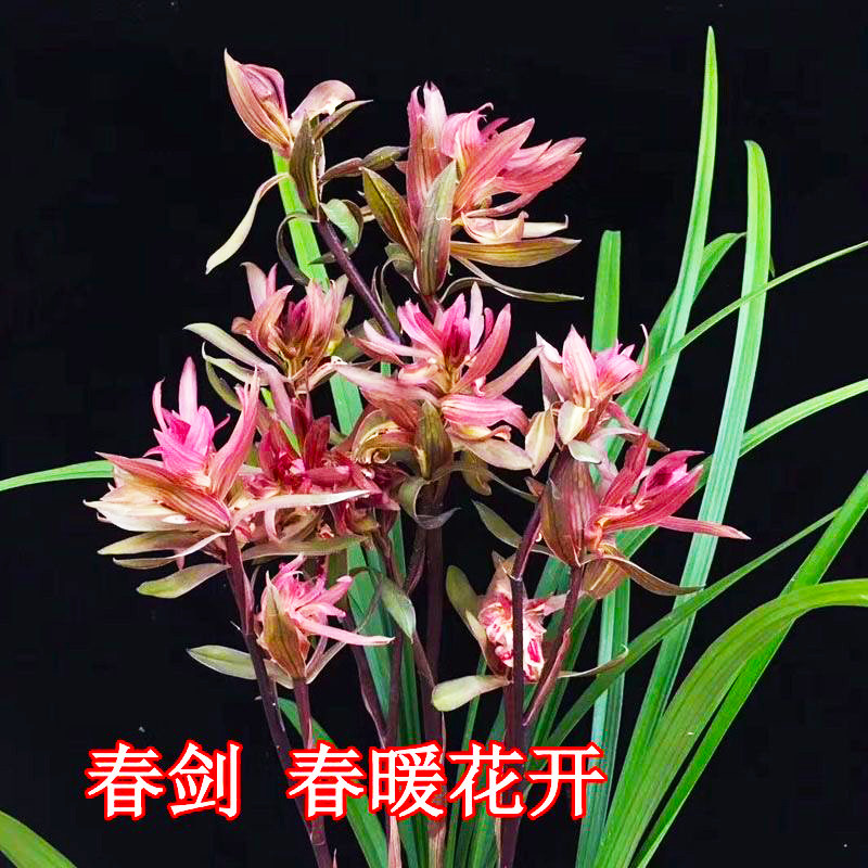 冬带花苞兰花苗春剑春暖花开红盖世牡丹浓香型红色奇花室内盆栽好