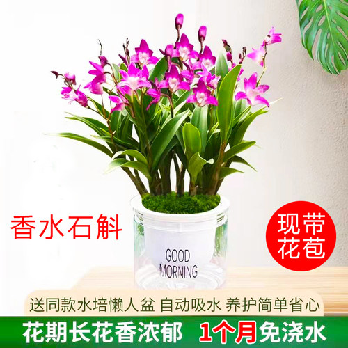 冬带花苞澳洲香水石斛兰水培懒人盆栽室内好养浓香型兰花卉