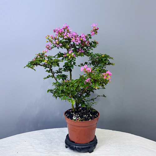 小老桩紫花小叶姬紫薇红花造型