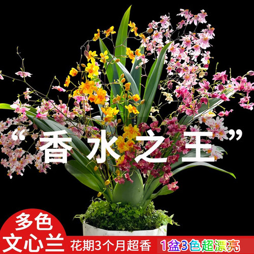 梦香文心兰1盆3色带花苞浓香型
