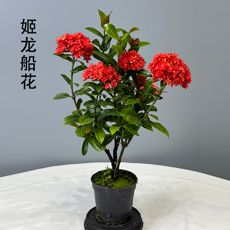 带花苞日本姬龙船花红花庭院阳台盆栽微盆景素材苗观花观叶好养活