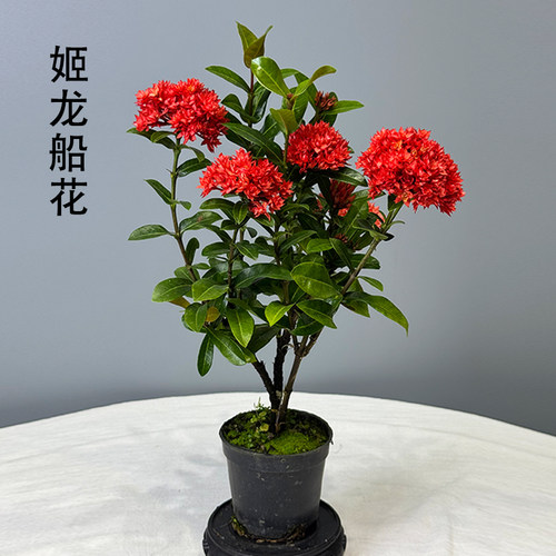带花苞日本姬龙船花红花庭院