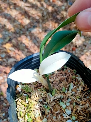 带艺磨砂兔耳兰艺草中透艺盆栽阳台喜阴绿植室内兰花苗花卉易开花