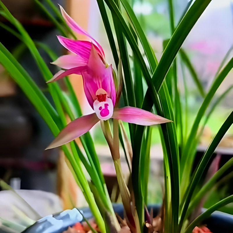 带花苞春兰红豆兰花老种高端彩素浓香型红花好养室内花卉绿植盆栽