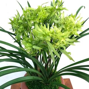 带花苞兰花苗 名品浓香型春兰奇花兰花苗室内盆栽植 花开富贵