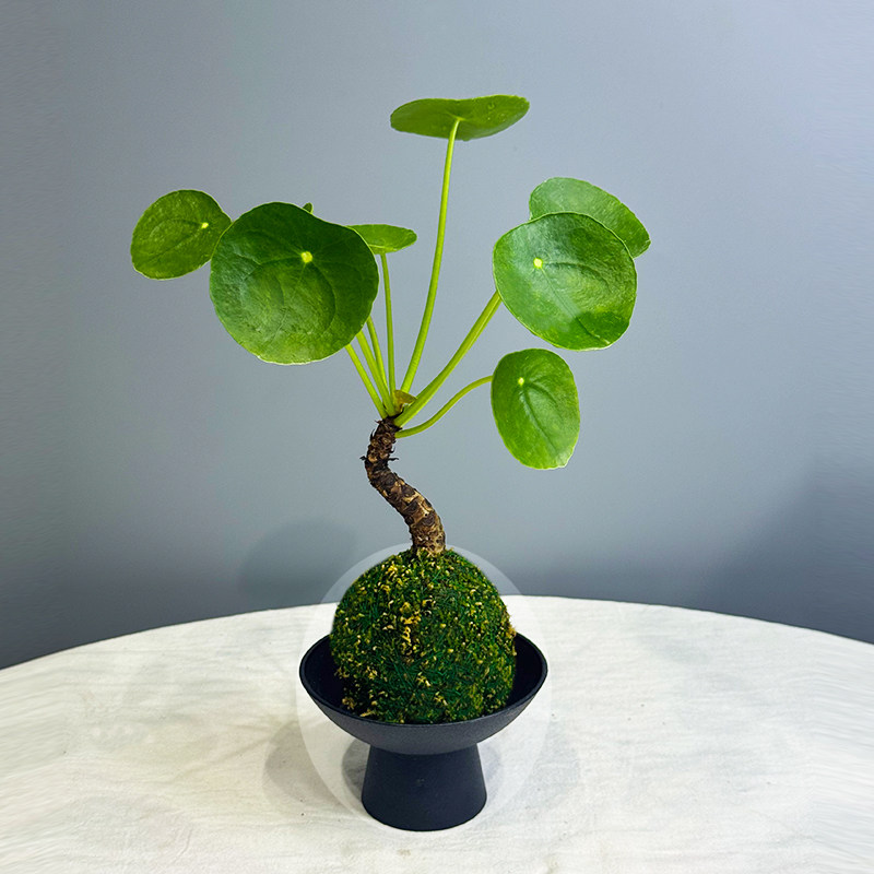 水培镜面草苔藓球清新盆栽室内禅意桌面绿植耐阴绿植花卉ins风,鲜花速递/花卉仿真/绿植园艺,绿植,淘宝优惠券,粉丝福利购,淘宝优惠卷