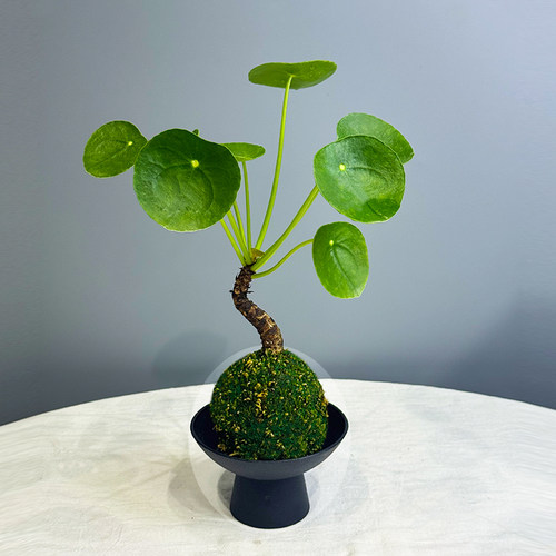 水培镜面草苔藓球清新盆栽