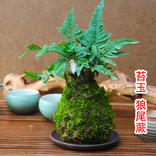 苔藓球蕨类狼尾蕨禅意室内懒人