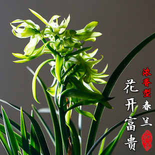 带花苞春兰奇花花开富贵浓香型兰花苗室内阳台花卉绿植物盆栽好