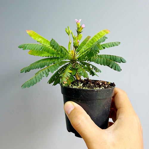 南美生命树雨林缸耐阴小盆栽