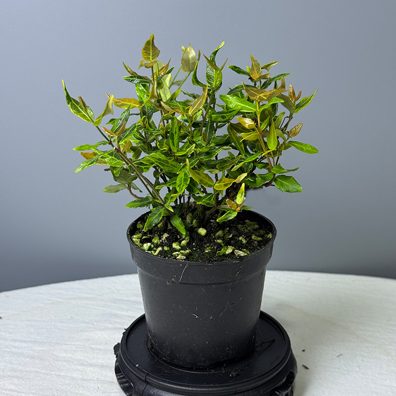 日本花叶缩缅葛小叶青叶络石盆景藤类桌面植物微型掌上盆景素材