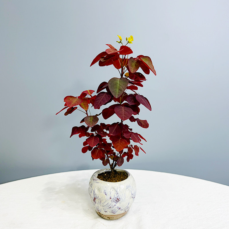 火焰酢浆草红酢独杆红叶黄花山野草微型盆景室内茶桌耐晒观叶盆栽