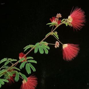 带花苞日本红花姬合欢粉花盆景小盆栽迷你掌中宝办公绿植开花四季