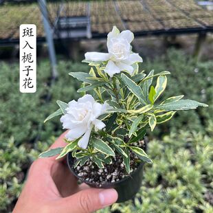 带花苞斑入栀子花浓香型花叶小叶达摩法莲栀子花日本盆景微型盆栽