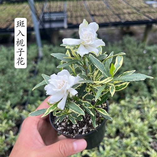 带花苞斑入栀子花浓香型