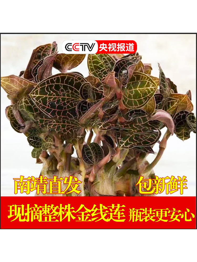 正宗福建金线莲种苗盆栽