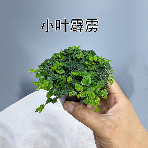 迷你小叶霹雳掌叶水陆缸造景