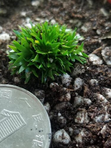 微型盆景贵船苔菖蒲带艺天鹅绒蝉小川日本极姬水陆缸造景水培附石