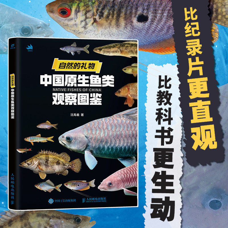 自然的礼物 中国原生鱼类观察图鉴 淡水鱼类图鉴原生鱼饲养科普读物自然观察图鉴观赏鱼饲养识别工具书鱼种特征栖息环境分布工具书