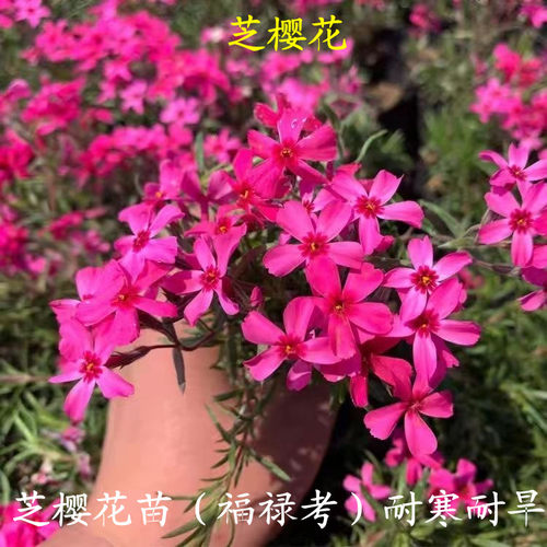 芝樱花庭院绿化常绿开花耐寒耐旱