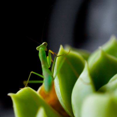 圆盾螳螂大体型绿系异宠桌面寝室办公室指尖好饲养小朋友礼物微拍