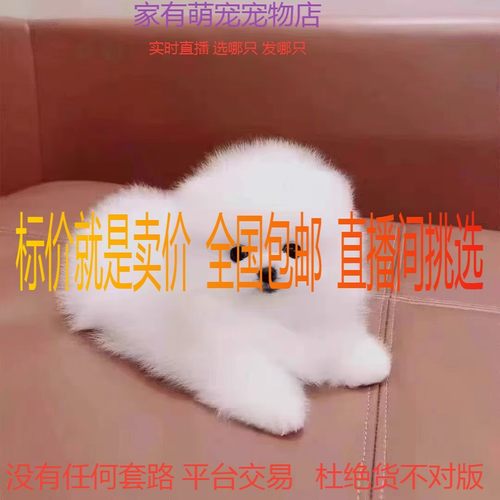 茶杯犬博美俊介犬长不大