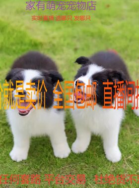 中大型边牧纯种全国包邮
