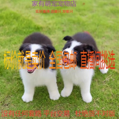 中大型边牧纯种全国包邮