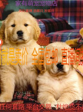 金毛CKU大型金毛幼崽全国包邮