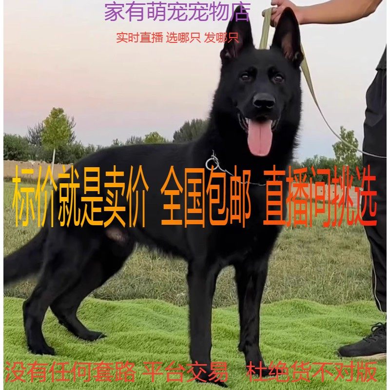 东德牧羊犬幼犬活体出售纯黑色东德国牧羊犬狗活物中华狼犬田园犬