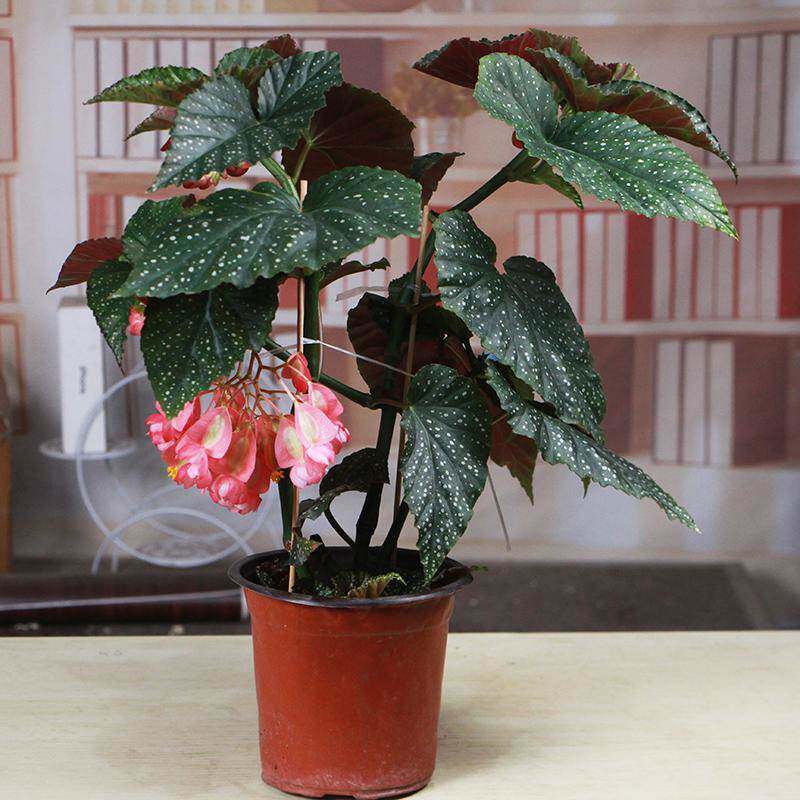 竹节海棠花卉盆栽大叶斑点易活四季阳台观叶秋海棠木本绿植物好养