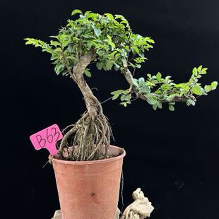 悬崖榆树盆景小叶郎榆提根造型老树桩耐热四季常青办公桌高档绿u.