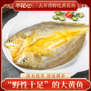 宁德三去大黄鱼开背去鳞去内脏生态海域大黄鱼新鲜冷冻香煎清蒸