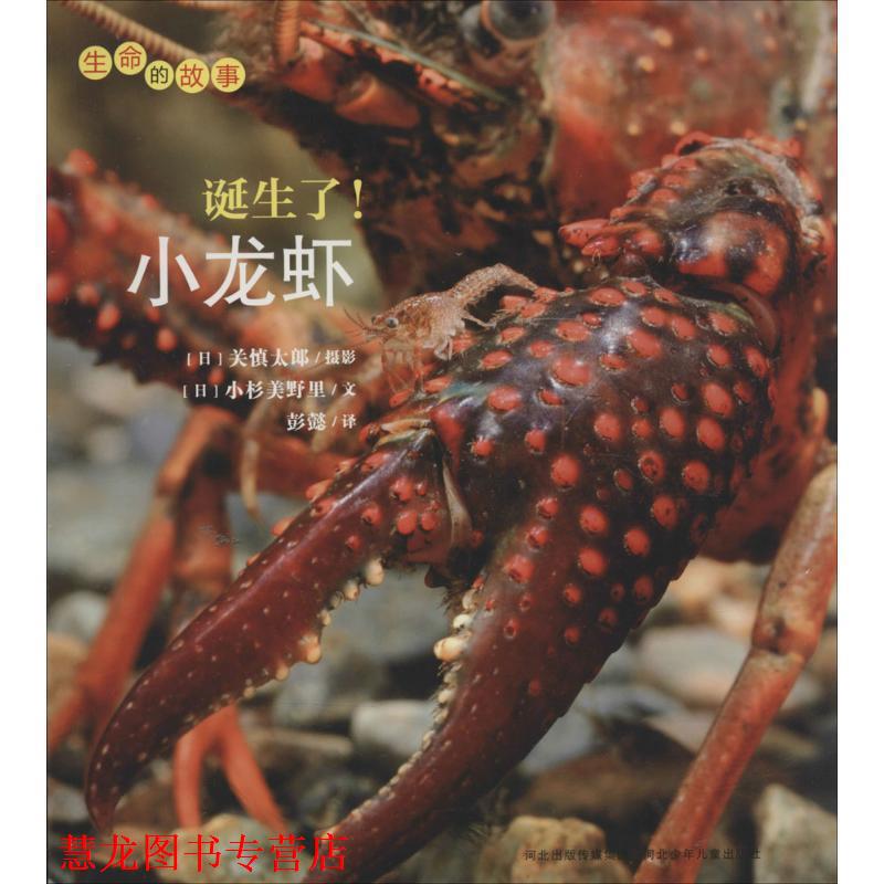 【正版书籍】 生命的故事系列:诞生了!小龙虾 (日)小杉美野里 河北少年儿童出版社